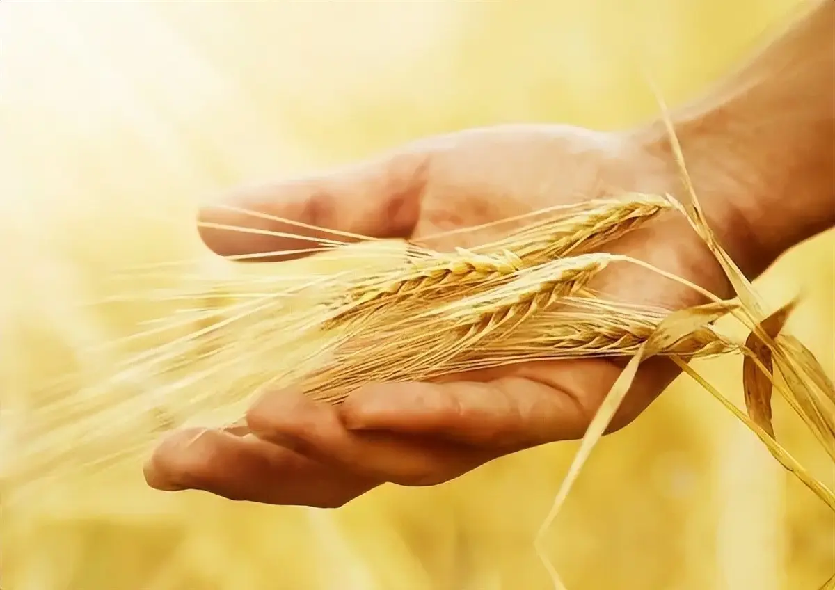粮食股涨化肥股什么时候涨_粮在手化肥价格表_