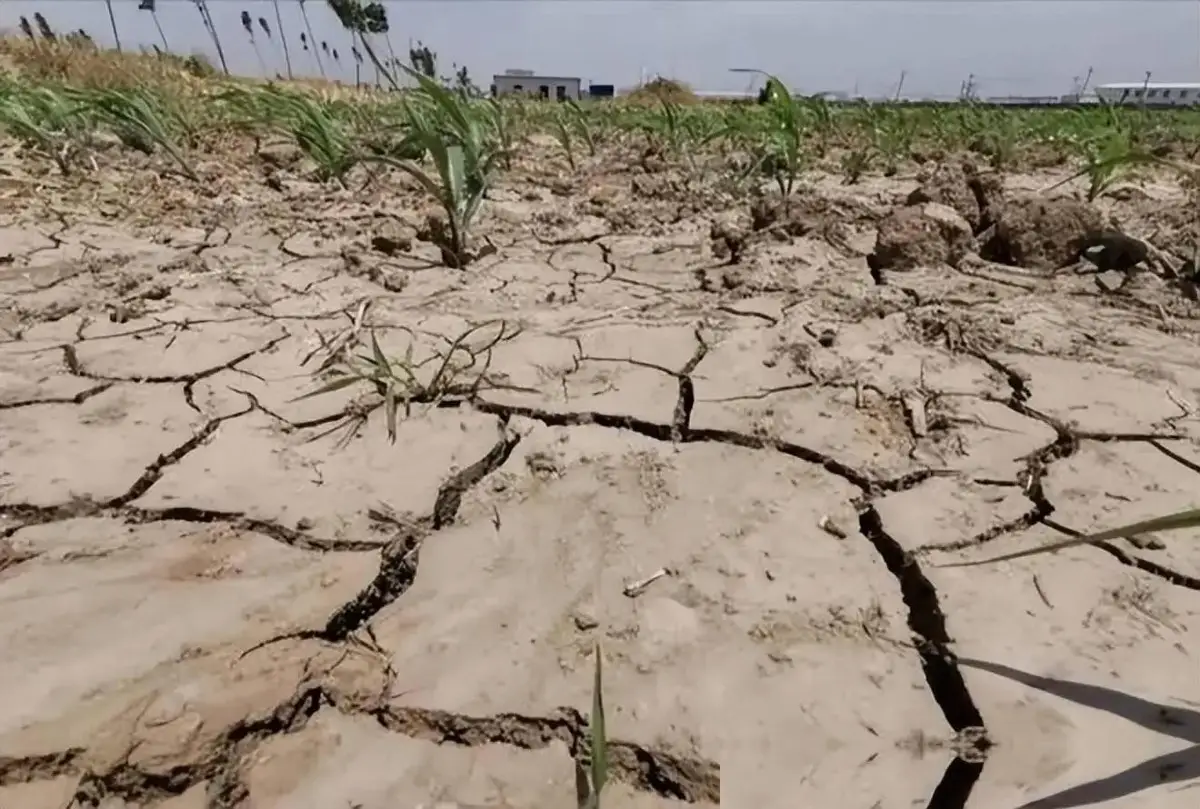 粮在手化肥价格表__粮食股涨化肥股什么时候涨